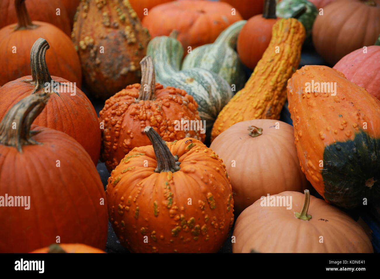 Pumpkins and squash on display at a farmers market Stock Photo - Alamy