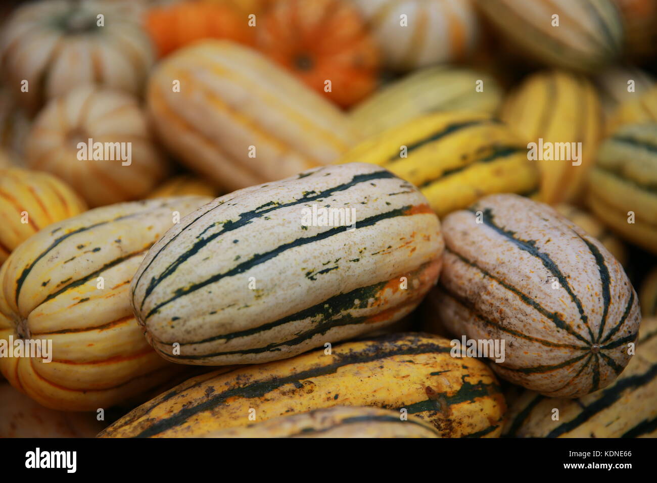 Squash for sale on display at a farmers market Stock Photo Alamy