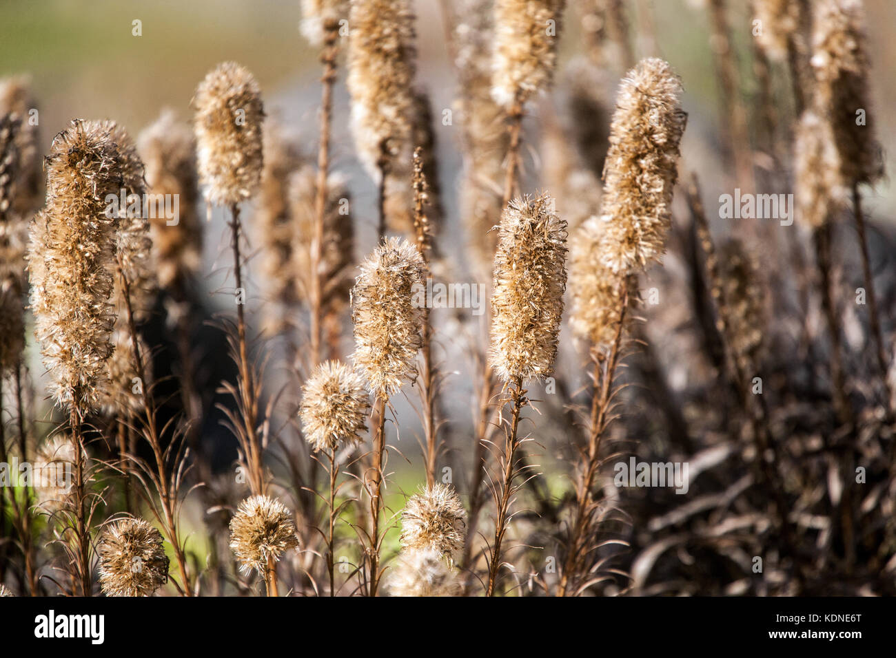 Liatris spicata, the dense blazing star or prairie gay feather, seedheads Stock Photo