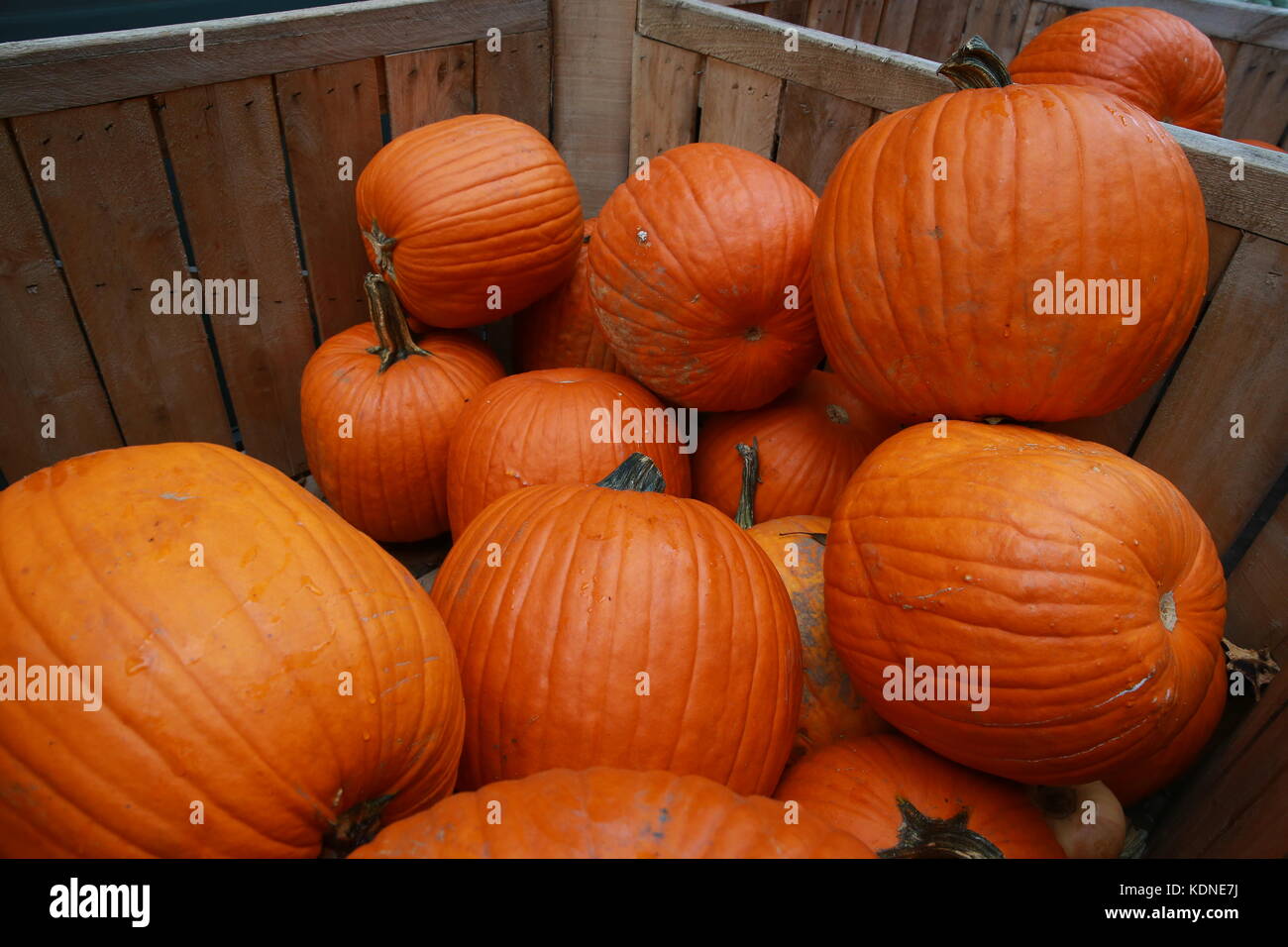 Pumpkins on display at a farmers market Stock Photo - Alamy