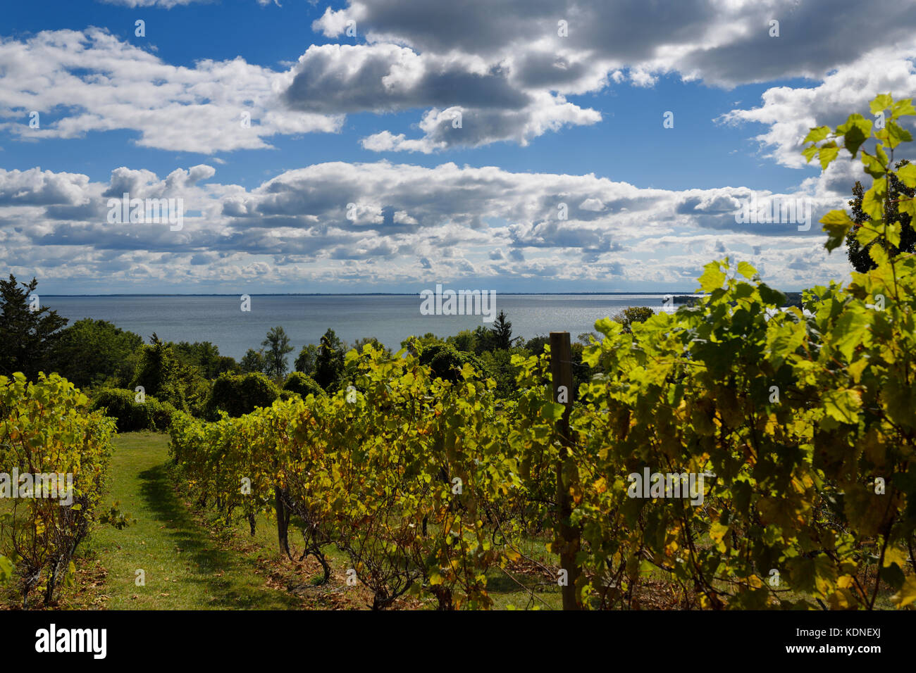 Grape vines in vineyard at County Cider Company and Estate Winery overlooking Prince Edward Bay, Lake Ontario in Prince Edward County Stock Photo