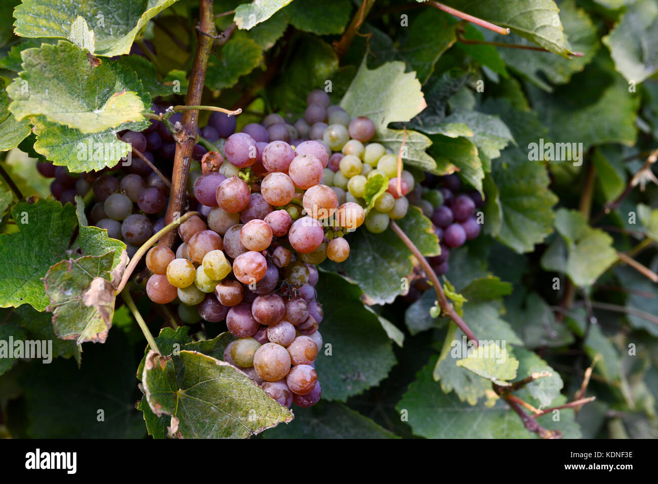 Close up of Ripe Gewürztraminer grape cluster at the bottom of vines at By Chadsey's Cairn winery in Prince Edward County Ontario Canada Stock Photo