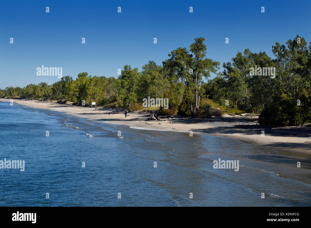 collecting driftwood for bonfire at Sandbanks beach in Sandbanks Provincial Park on