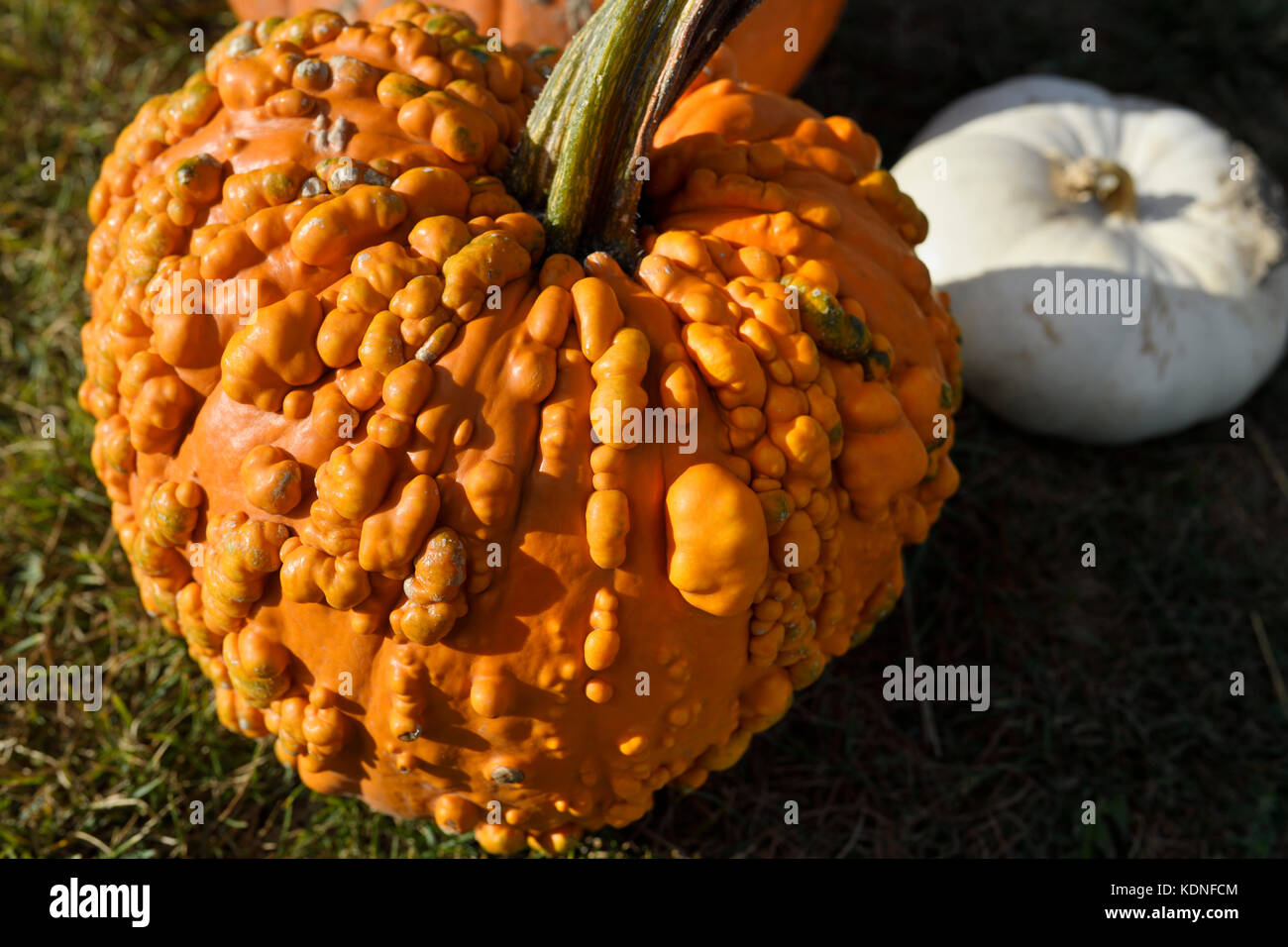 Pimply orange pumpkin covered in bumps and white squash in outdoor market Prince Edward County at Fall harvest Stock Photo