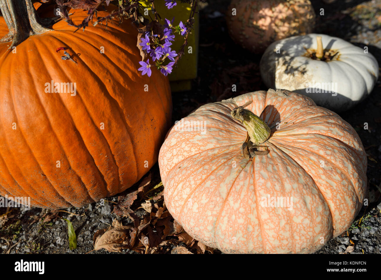One Too Many variety of white pumpkin with orange veins in outdoor Fall Market in Prince Edward County Ontario Canada Stock Photo