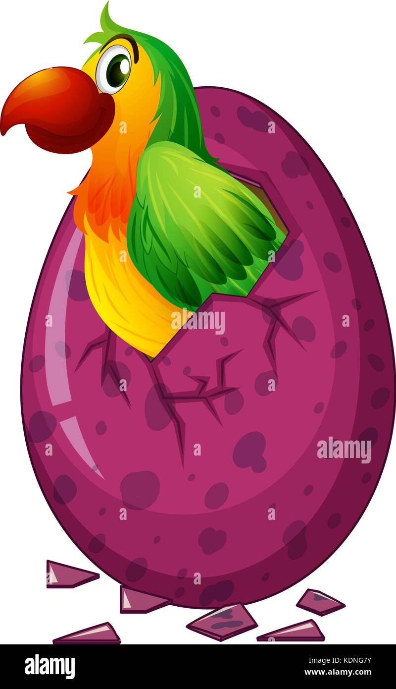 Green parrot hatching egg illustration Stock Vector Image & Art Alamy