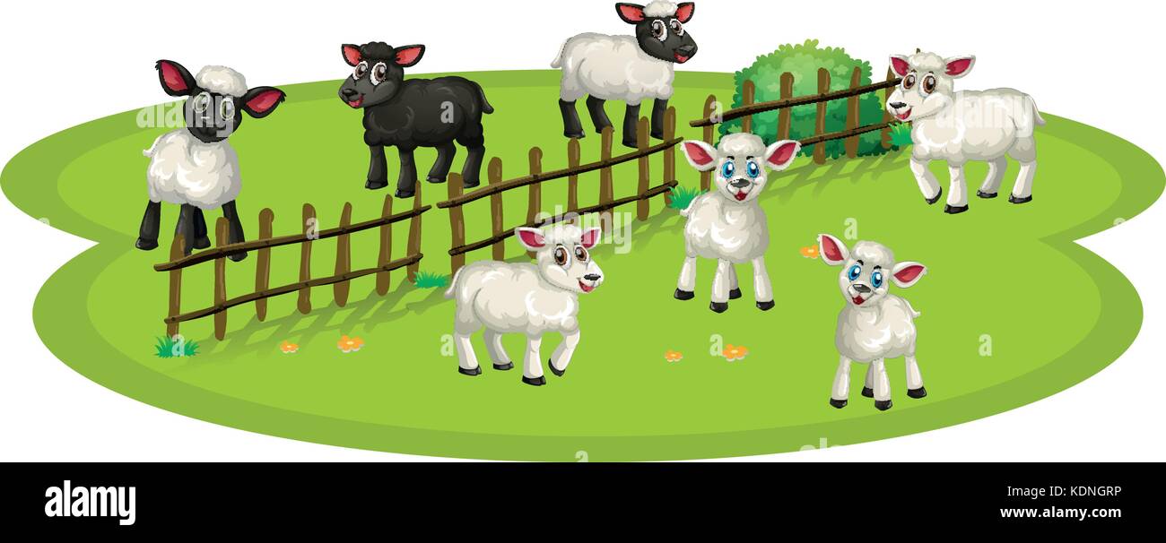 White sheeps and black sheeps on the farm illustration Stock Vector ...