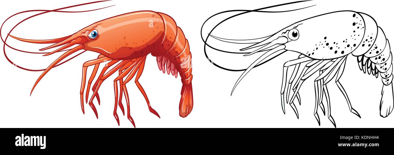 Animal outline for shrimp illustration Stock Vector Image & Art - Alamy
