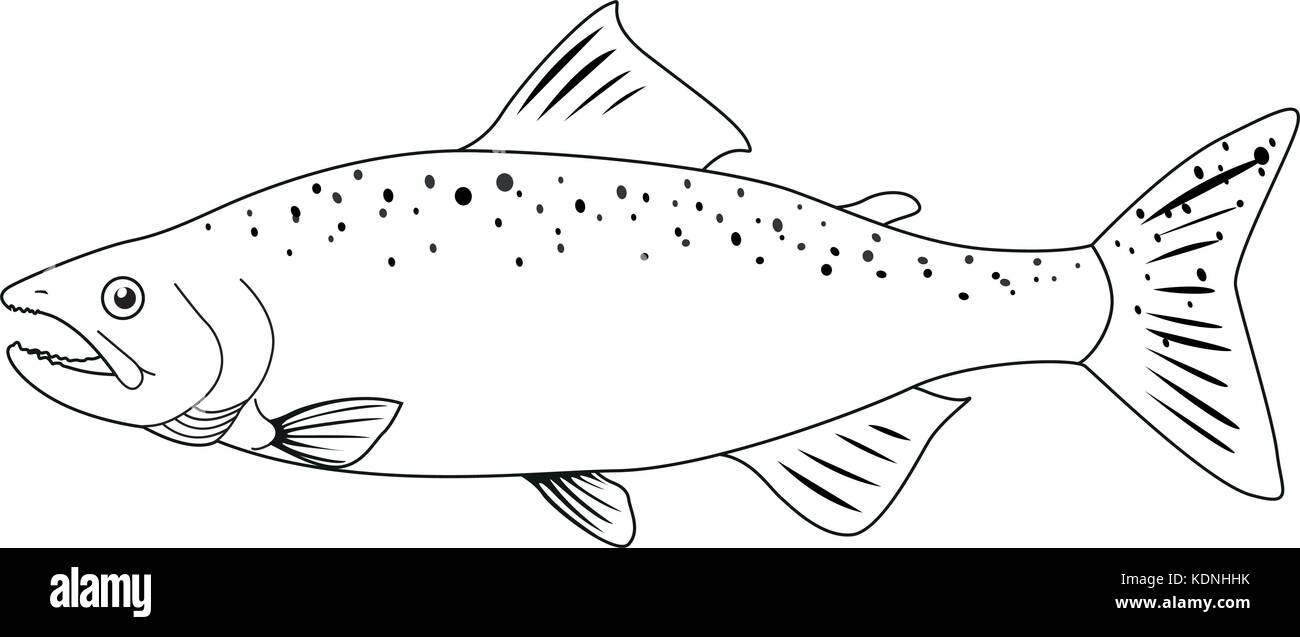 Doodle animal for wild salmon illustration Stock Vector