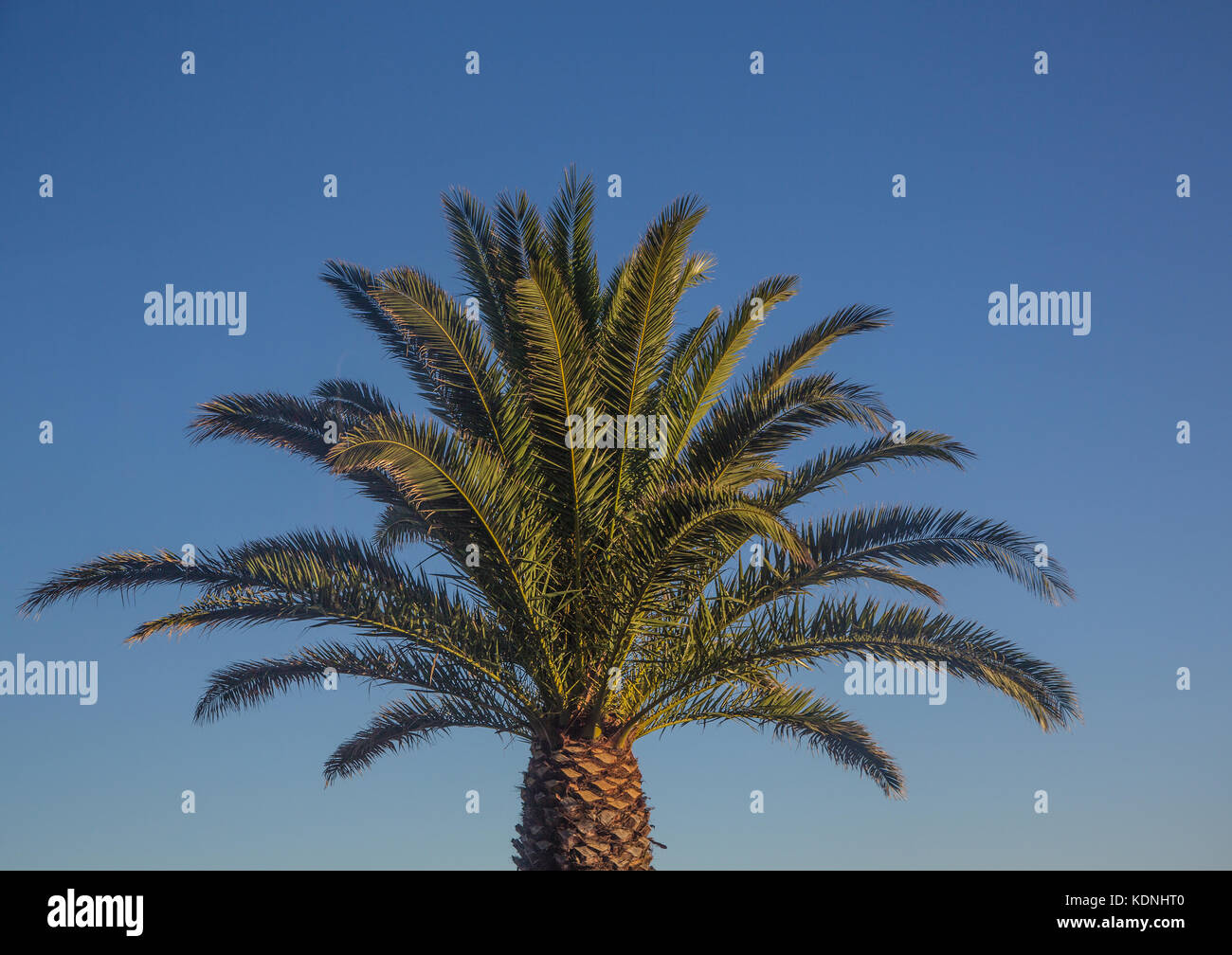 Palm tree in Cape Town in South Africa Stock Photo Alamy
