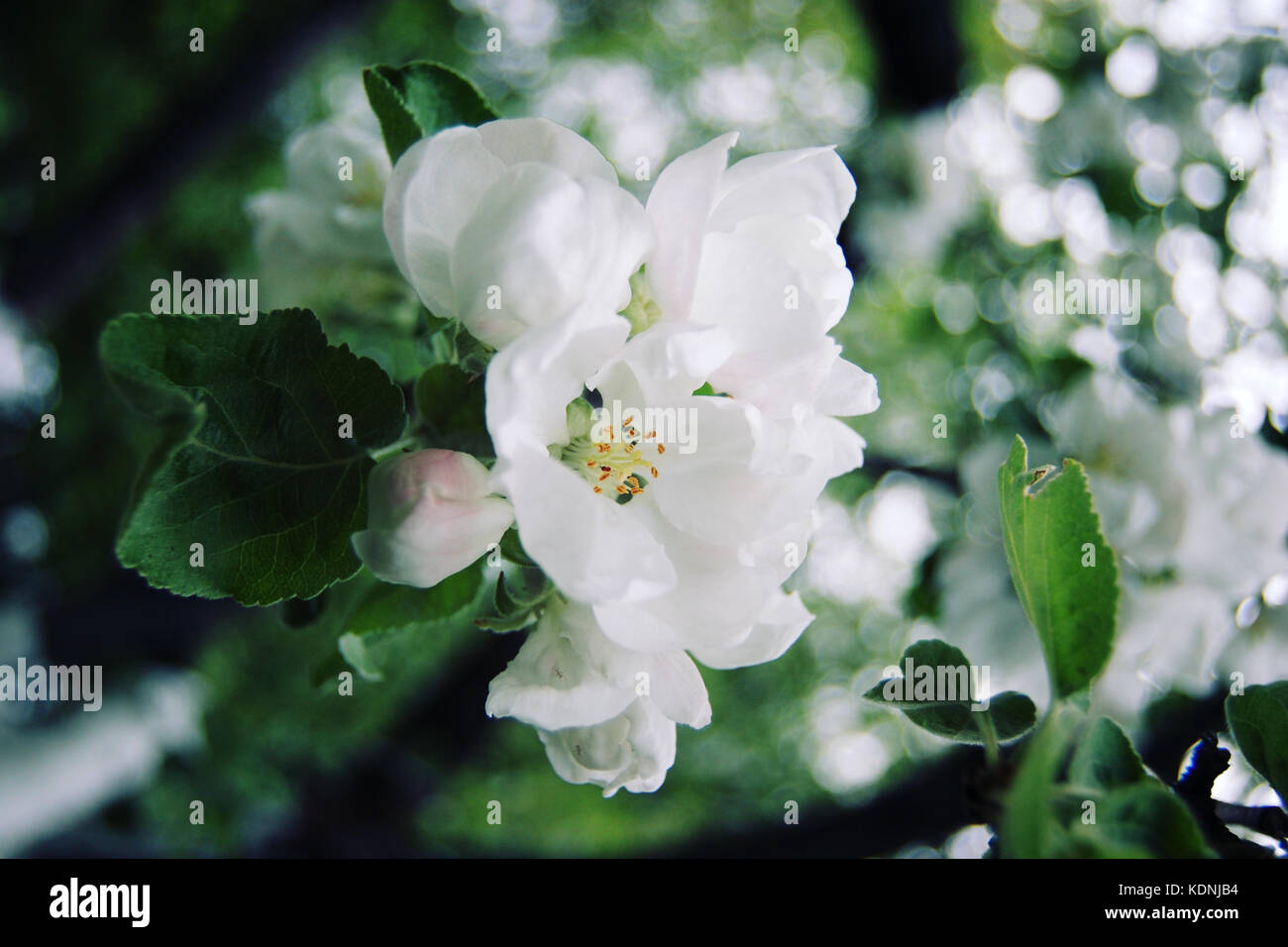 Apple flowers in bloom. Aged photo. Flowers bloom in spring season. Apple Blossom Time. Blossoming apple flowers in spring. Retro filter photo. Blosso Stock Photo