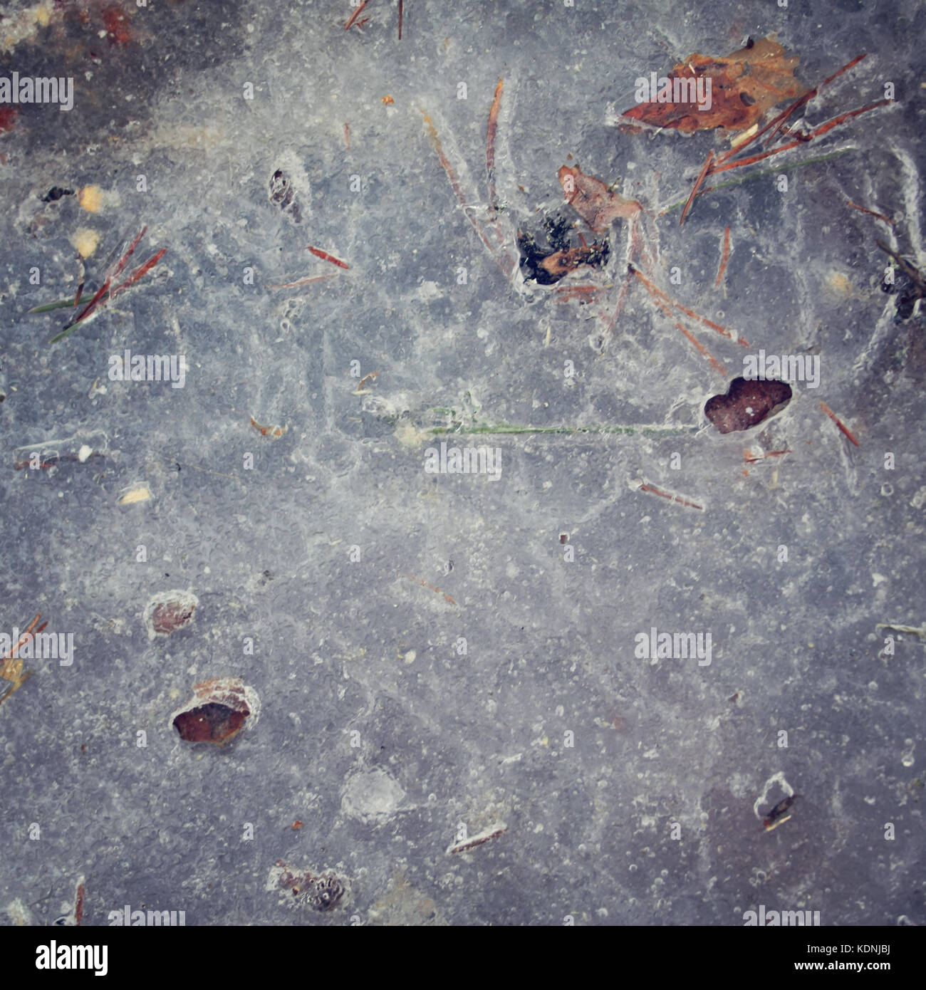 Frozen puddle texture. Toned photo. Cold russian winter. Dry leaves and pine needles are frozen up. Arkhangelsk region, Russia. Stock Photo