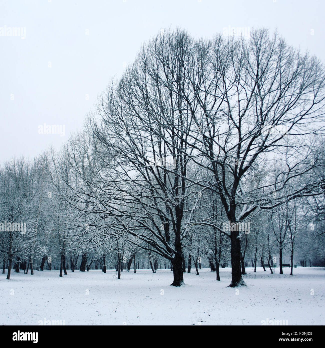 Snow covered trees in the park. Winter scene. Aged photo Stock Photo ...