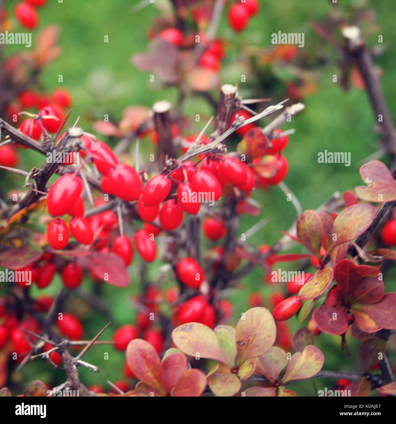 Red barberries on the bush in the yard. Close up. Barberry berries are on a branch close-up. Valaam. Russia. Stock Photo