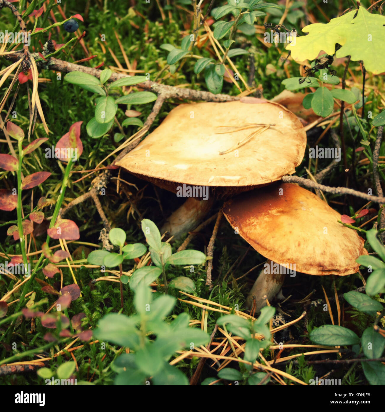 Collecting wild mushrooms. Autumn on Valaam island. Northern nature. Mushroom hunting. Close up photo. Valaam island, Karelia, Russia. Stock Photo