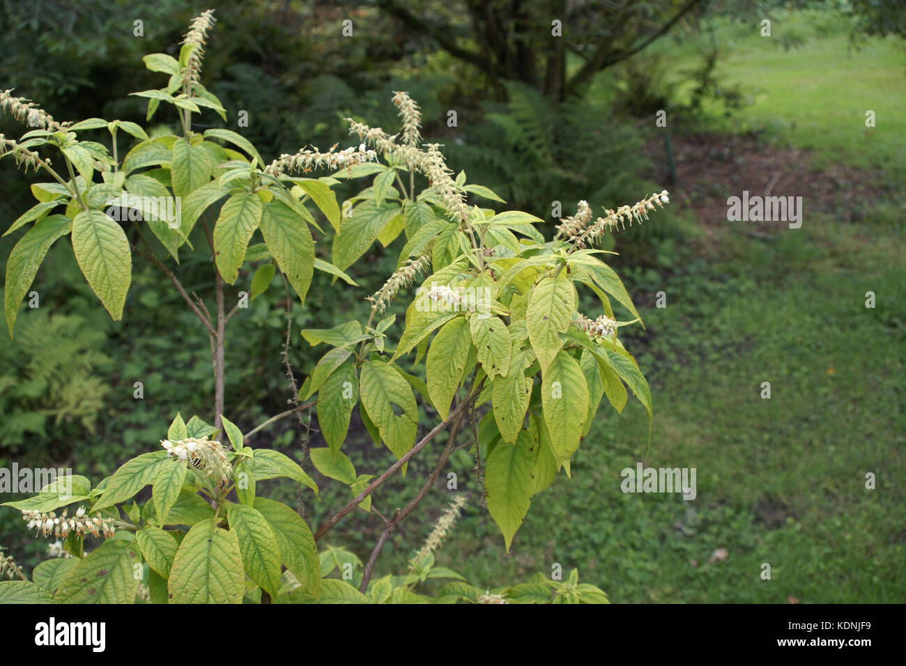 Clethra acuminata Stock Photo