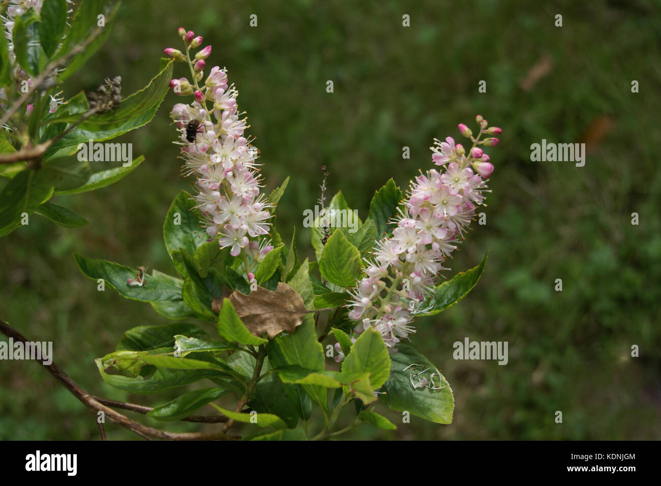 Clethra alnifolia 'Pink Spire' Stock Photo