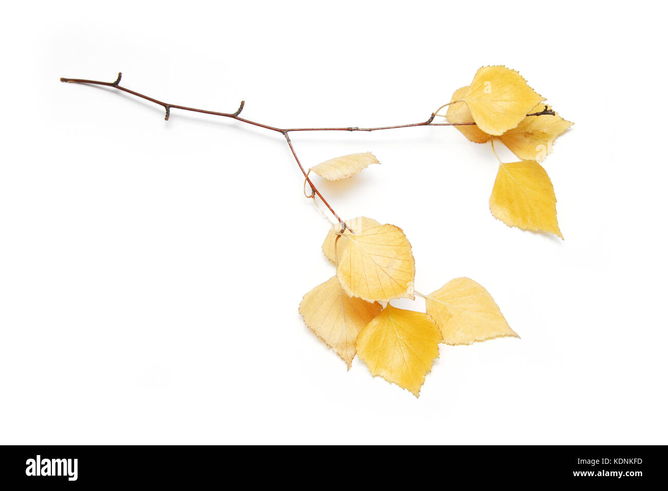 Falling birch leaves isolated on white background. Stock Photo