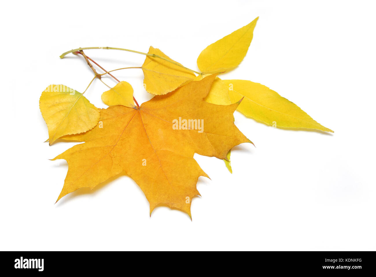 Falling birch, maple and ash leaves on the white background. Stock Photo