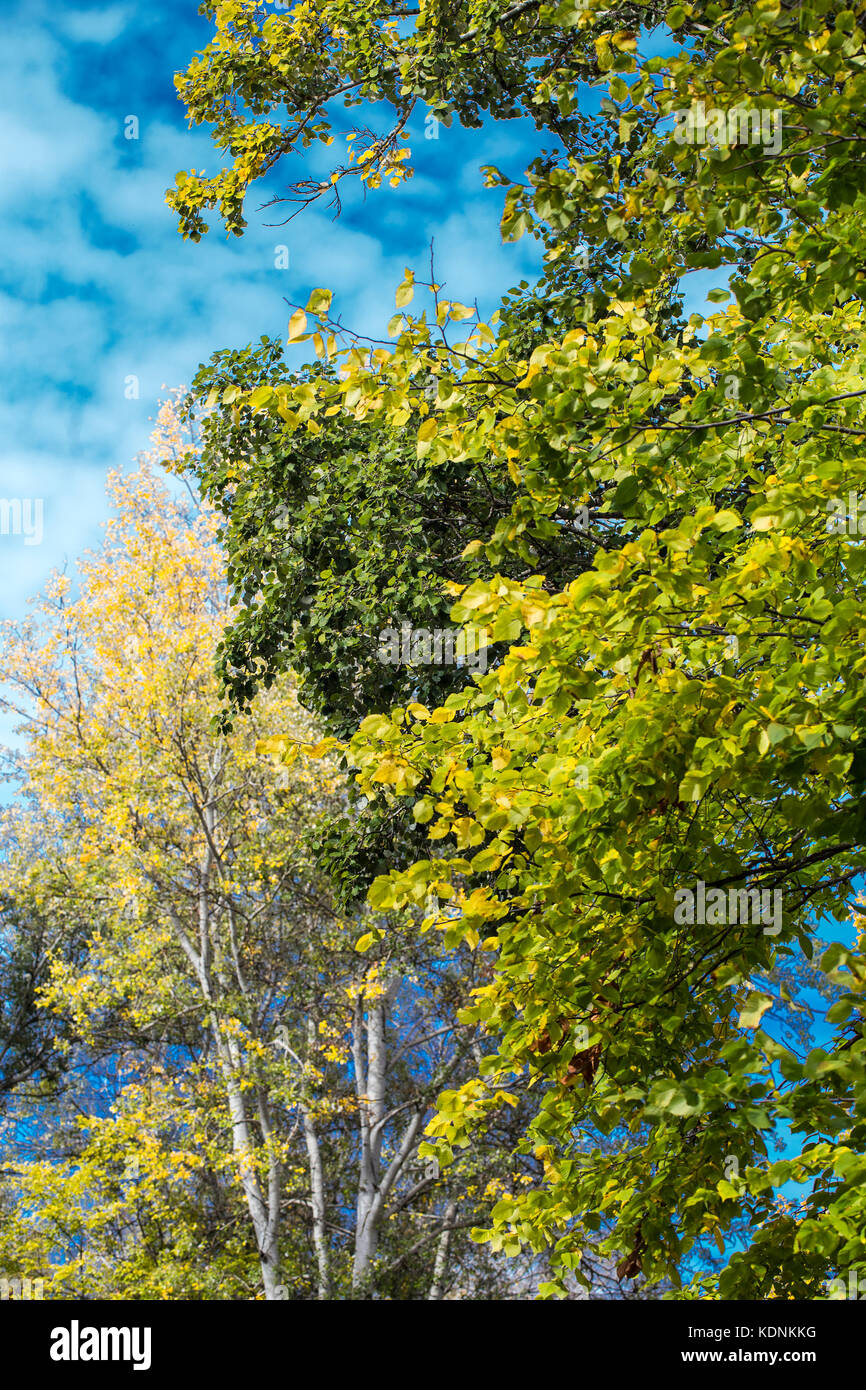 Autumn fall forest with yellow golden aspen trees Stock Photo