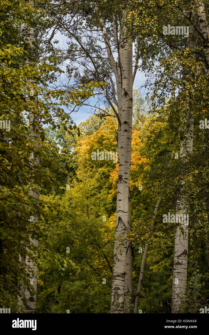 aspen in autumn foliage on blue sky and foliage background Stock Photo