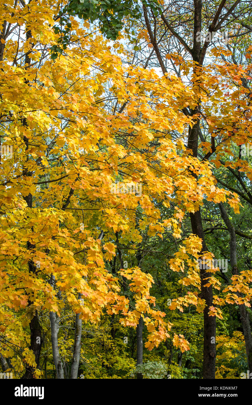 Autumn fall forest with yellow golden maple foliage Stock Photo
