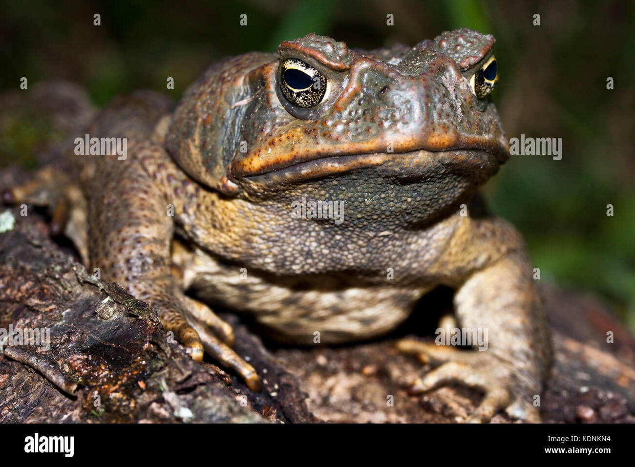 Adult Cane Toad (Bufo marinus) on fallen log. Hopkins Creek. New South Wales. Australia. Stock Photo