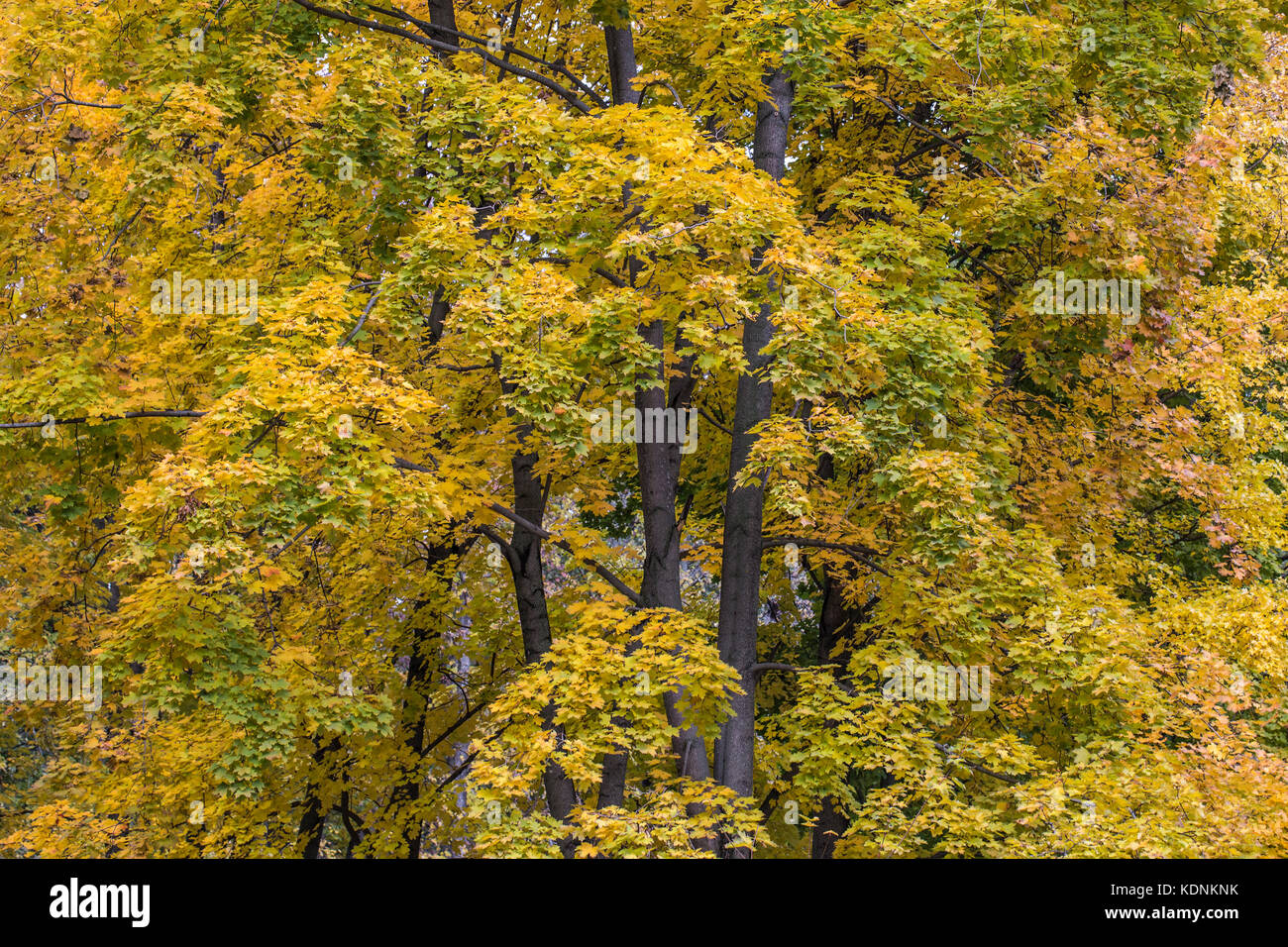 Beautiful autumn forest or park foliage, fall outdoor nature Stock Photo
