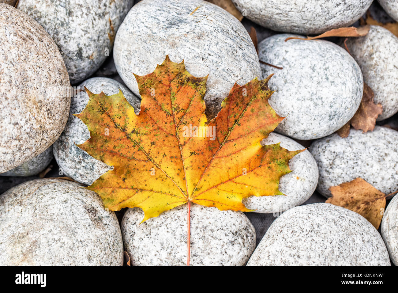 Yellow autumn maple leaf on stones. Fall season Stock Photo