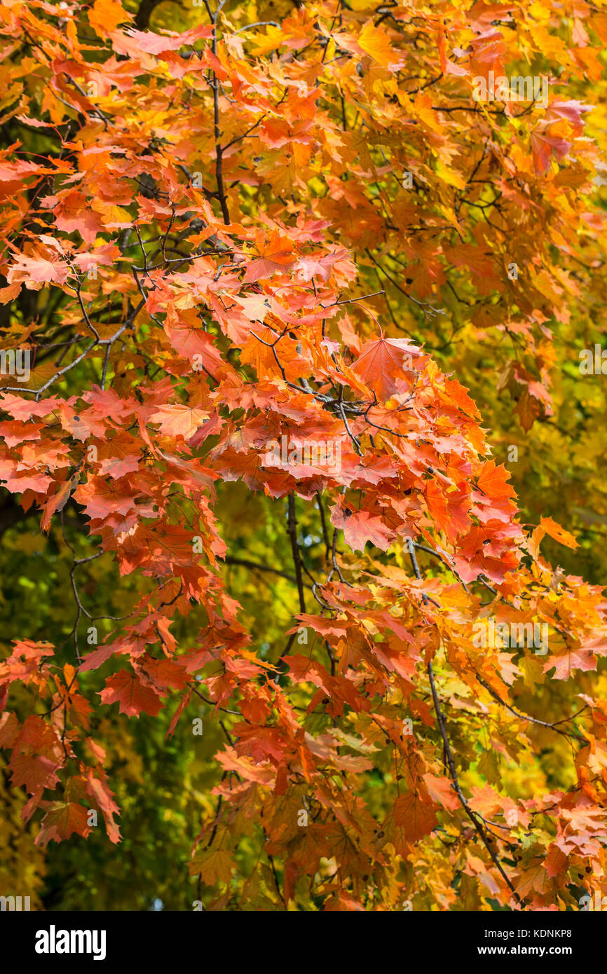Beautiful autumn forest or park foliage, fall outdoor nature Stock Photo
