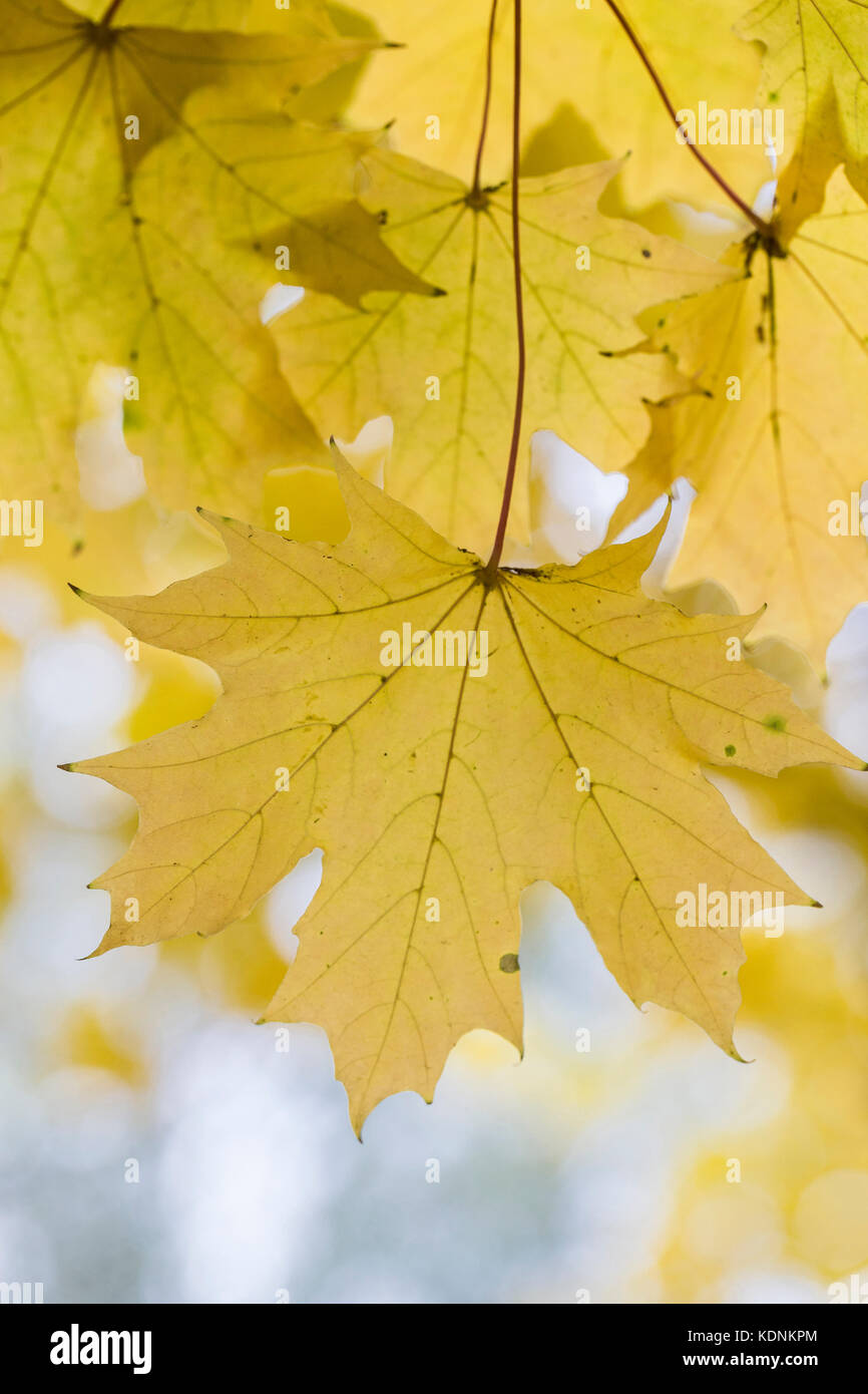 Autumn background with maple leaves in sunlight Stock Photo