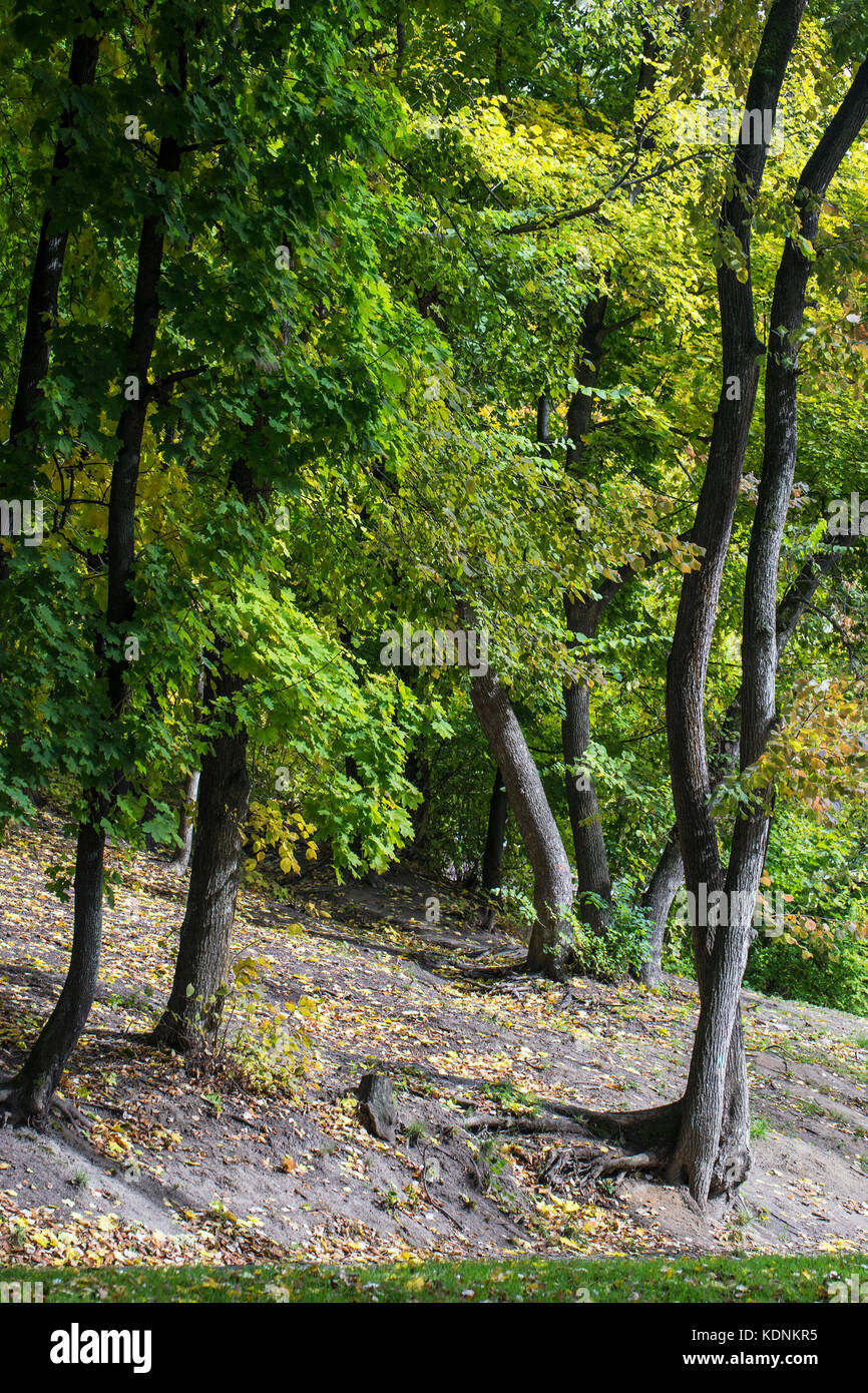 Beautiful autumn forest or park foliage, fall outdoor nature Stock Photo