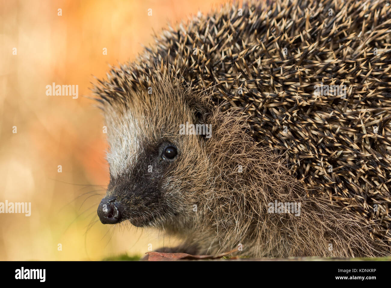 close portrait of European hedgehog, Erinaceus europaeus, in autumn colours Stock Photo