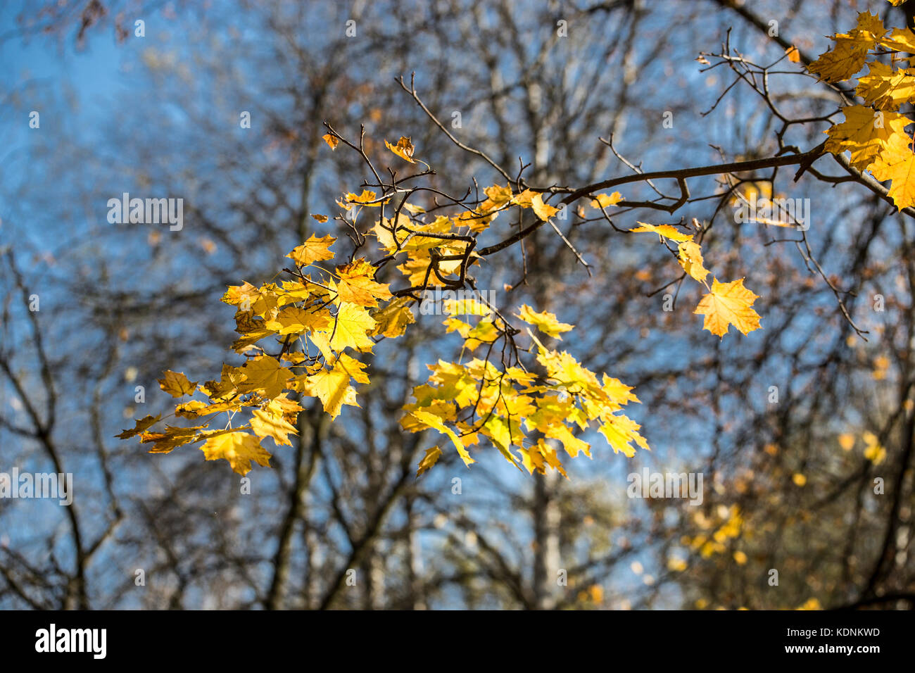 Abstract autumn background with maple leaves. Stock Photo