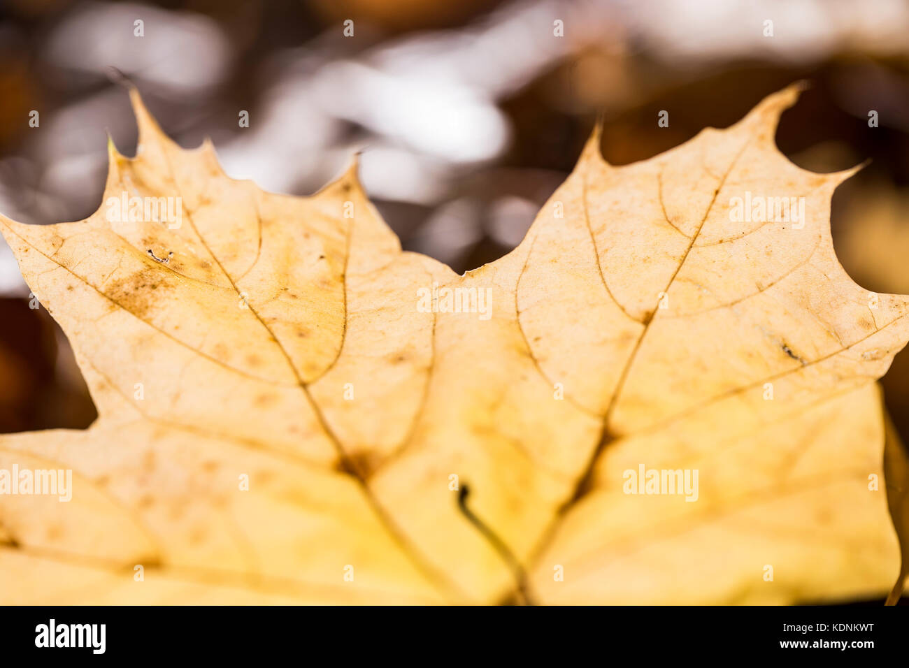 Abstract autumn background with maple leaf. Stock Photo