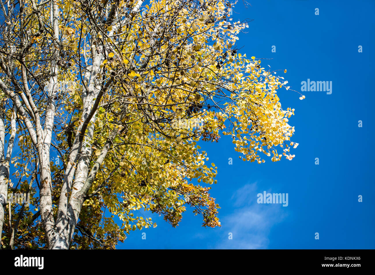Autumn aspen crown leaves in the sunny windy day on the blue sky background Stock Photo