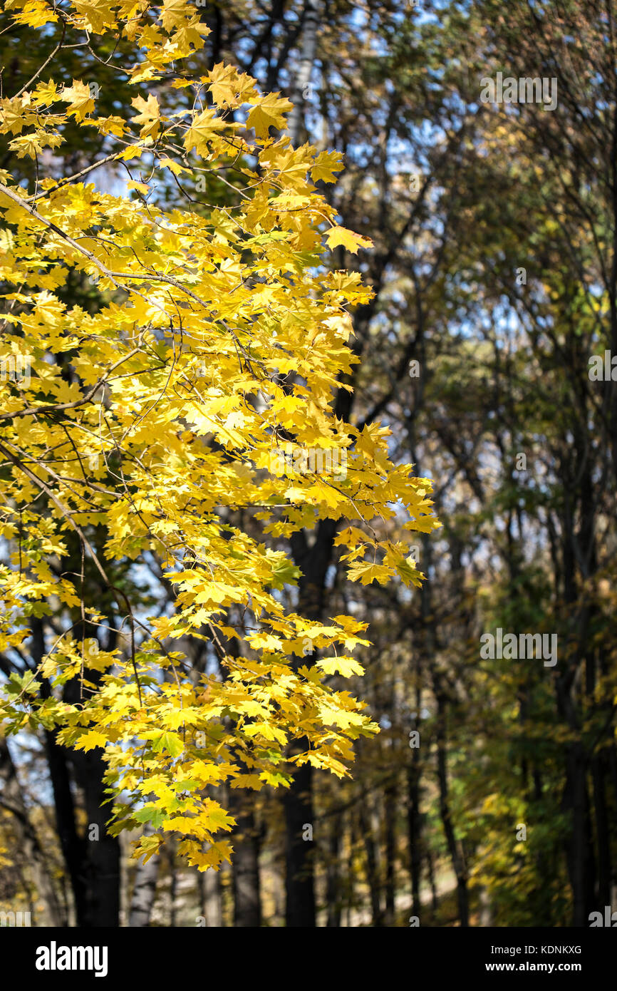 Abstract autumn background with maple leaves. Stock Photo