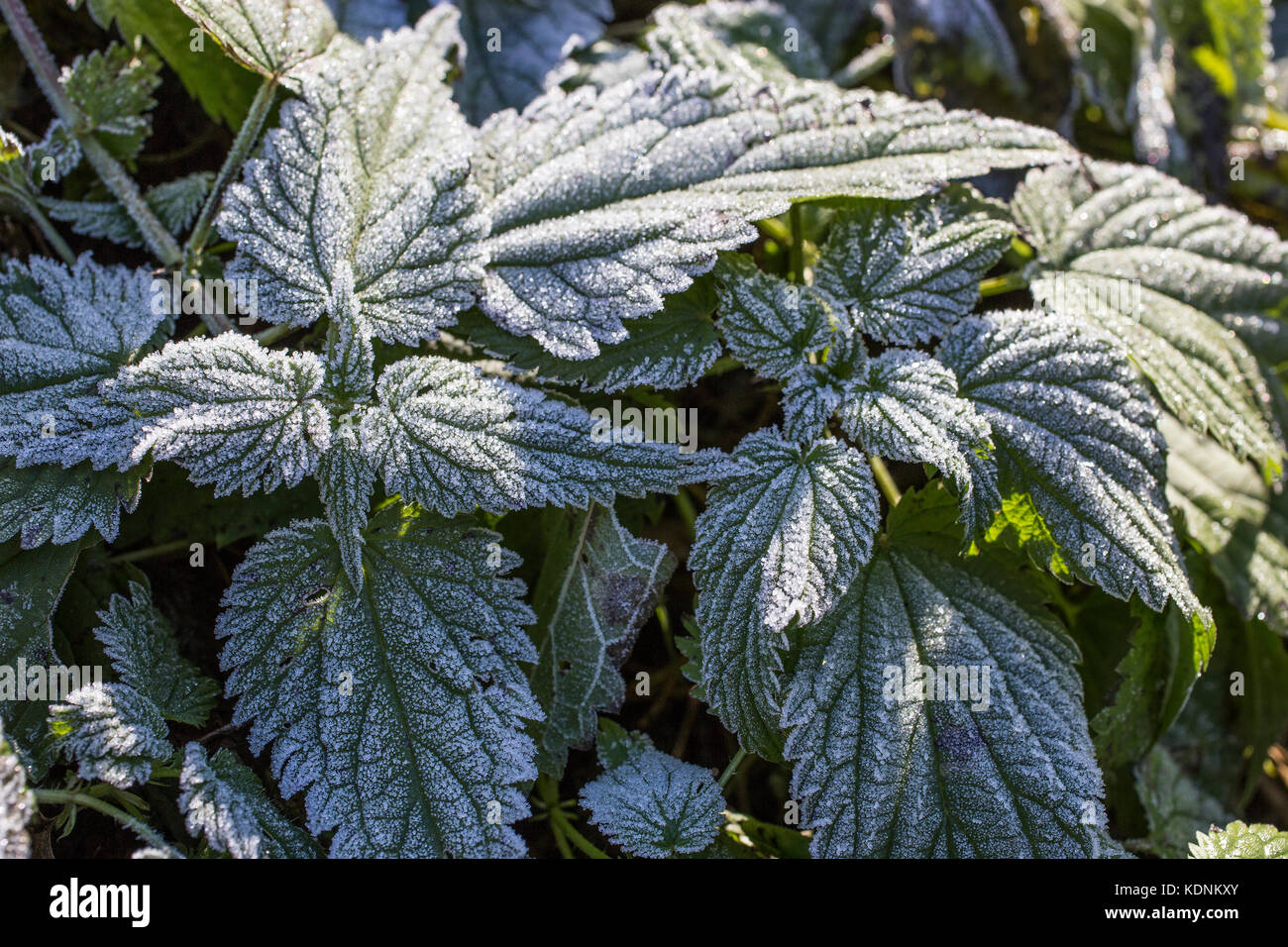Hoar frost on nettle at the autumn day in the warm sunlight Stock Photo