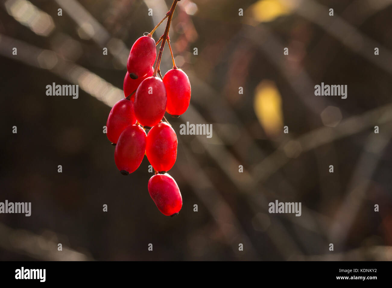 Red autumn berries in sunlight Stock Photo