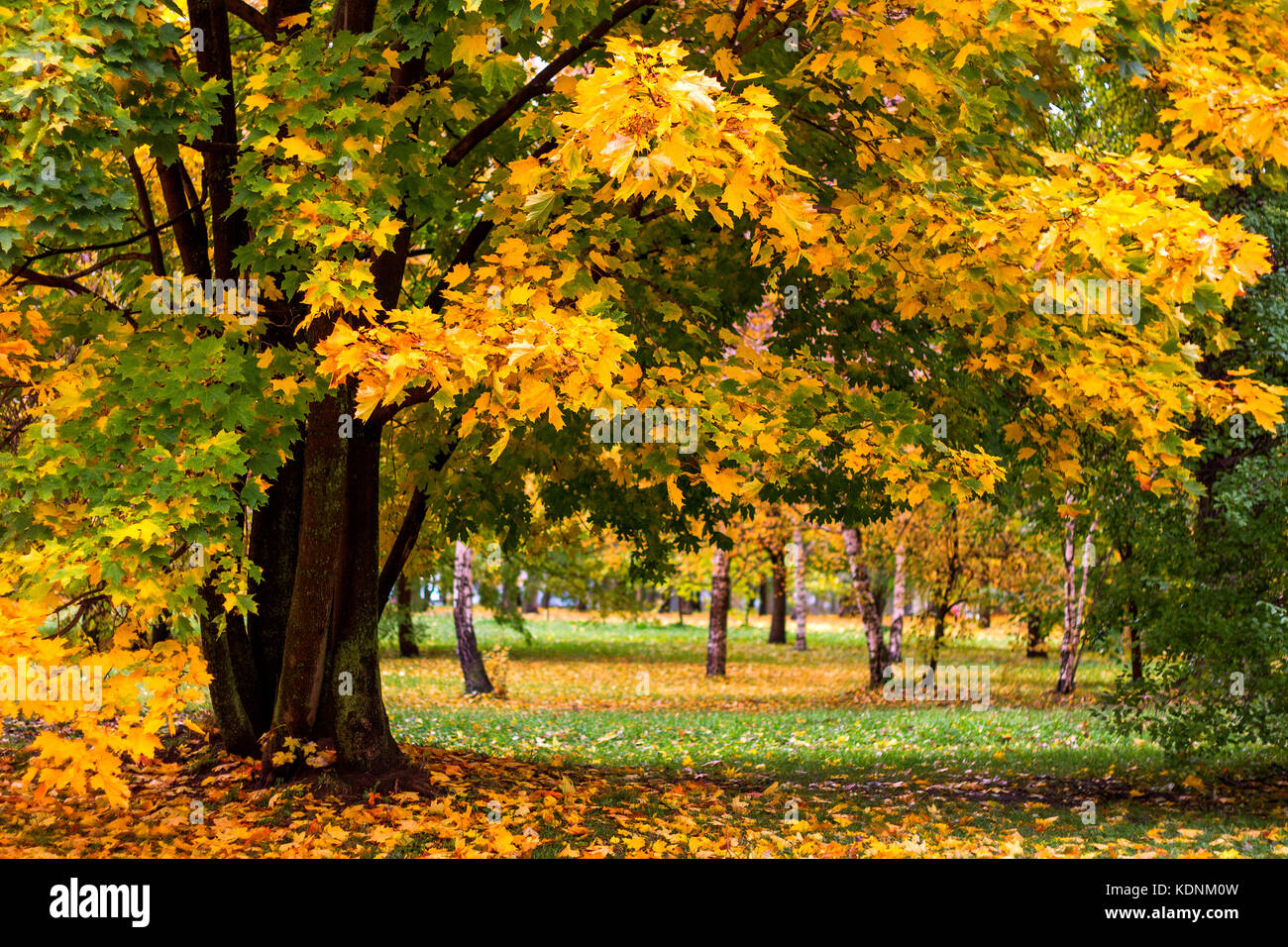 Maple and birch trees in a park by an autumn day with yellow, green and red leaves and grass covered by foliage. Stock Photo
