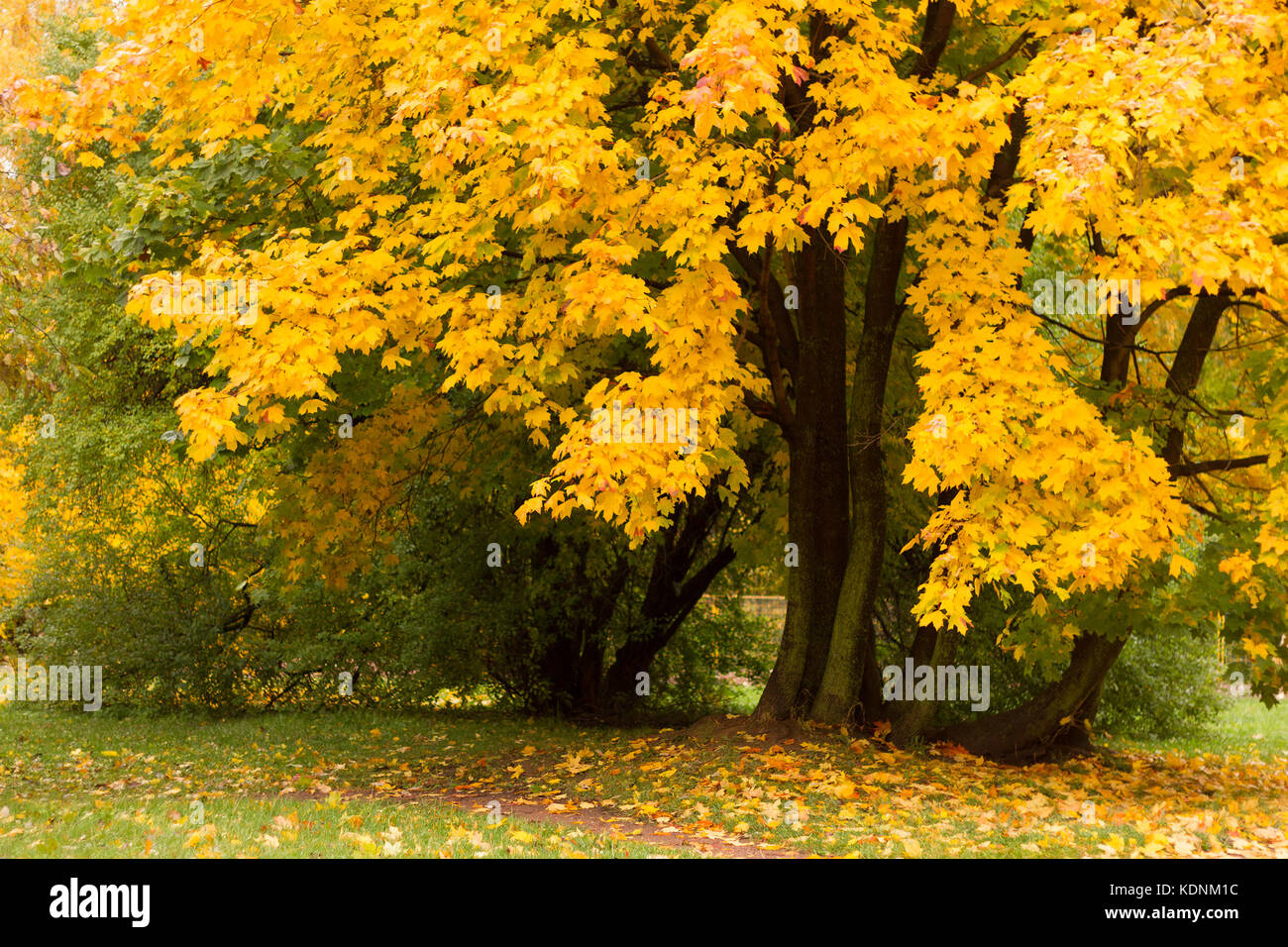 Maple tree in a park by an autumn day with yellow leaves and grass around covered by foliage. Stock Photo