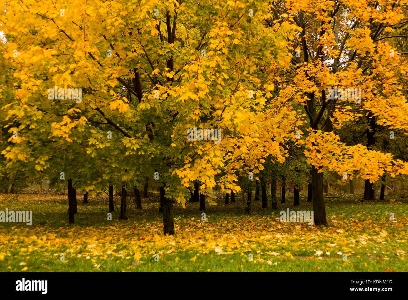 Maple trees in a park by an autumn day with yellow leaves and grass around covered by foliage. Stock Photo