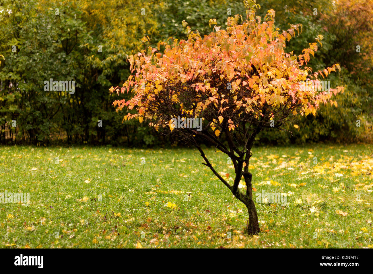 Lonely tree at a glade in a park by an autumn day with red and yellow leaves and grass around  covered by foliage. Stock Photo