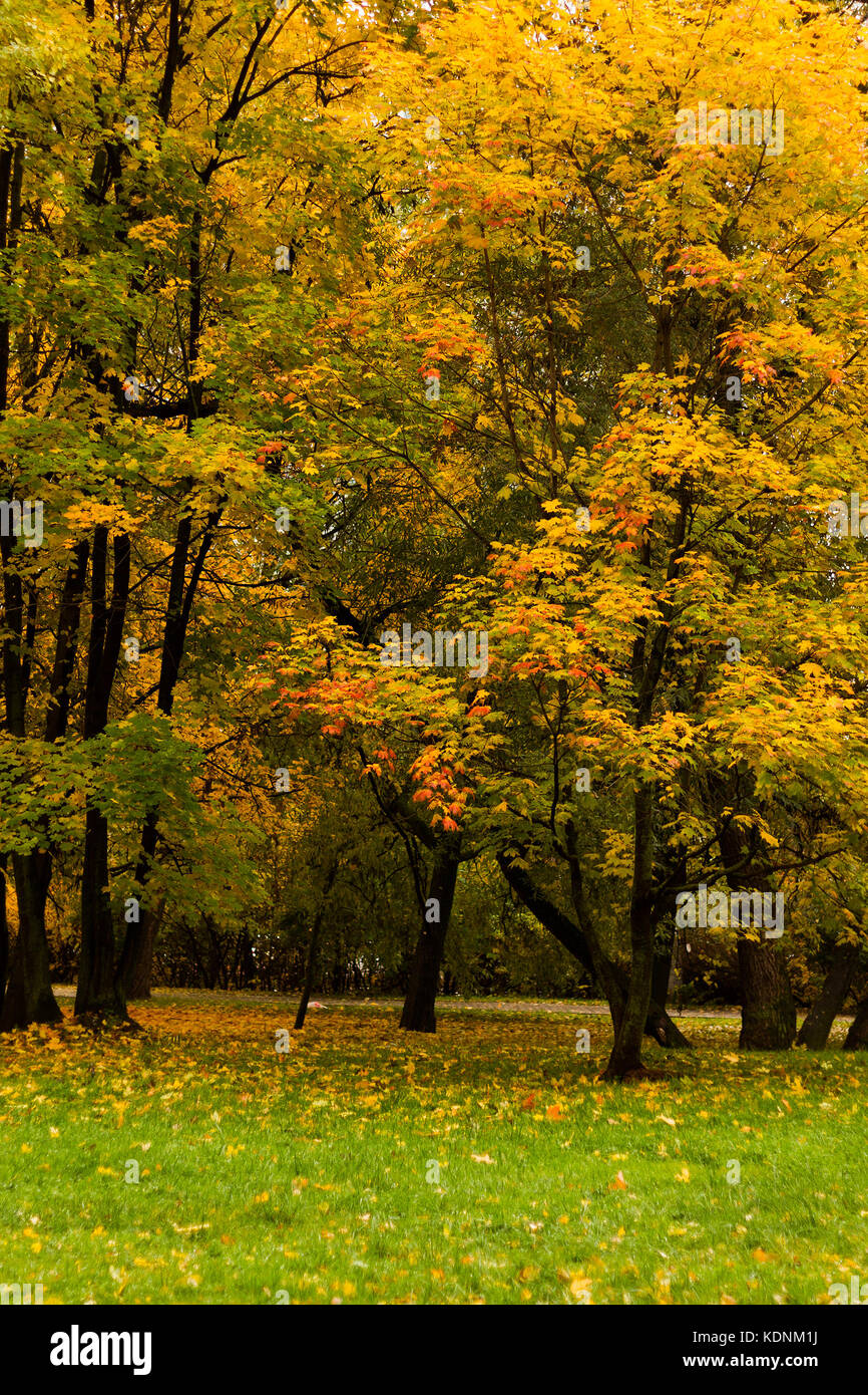 Maple trees in a park by an autumn day with yellow, green and red leaves and grass covered by foliage. Stock Photo