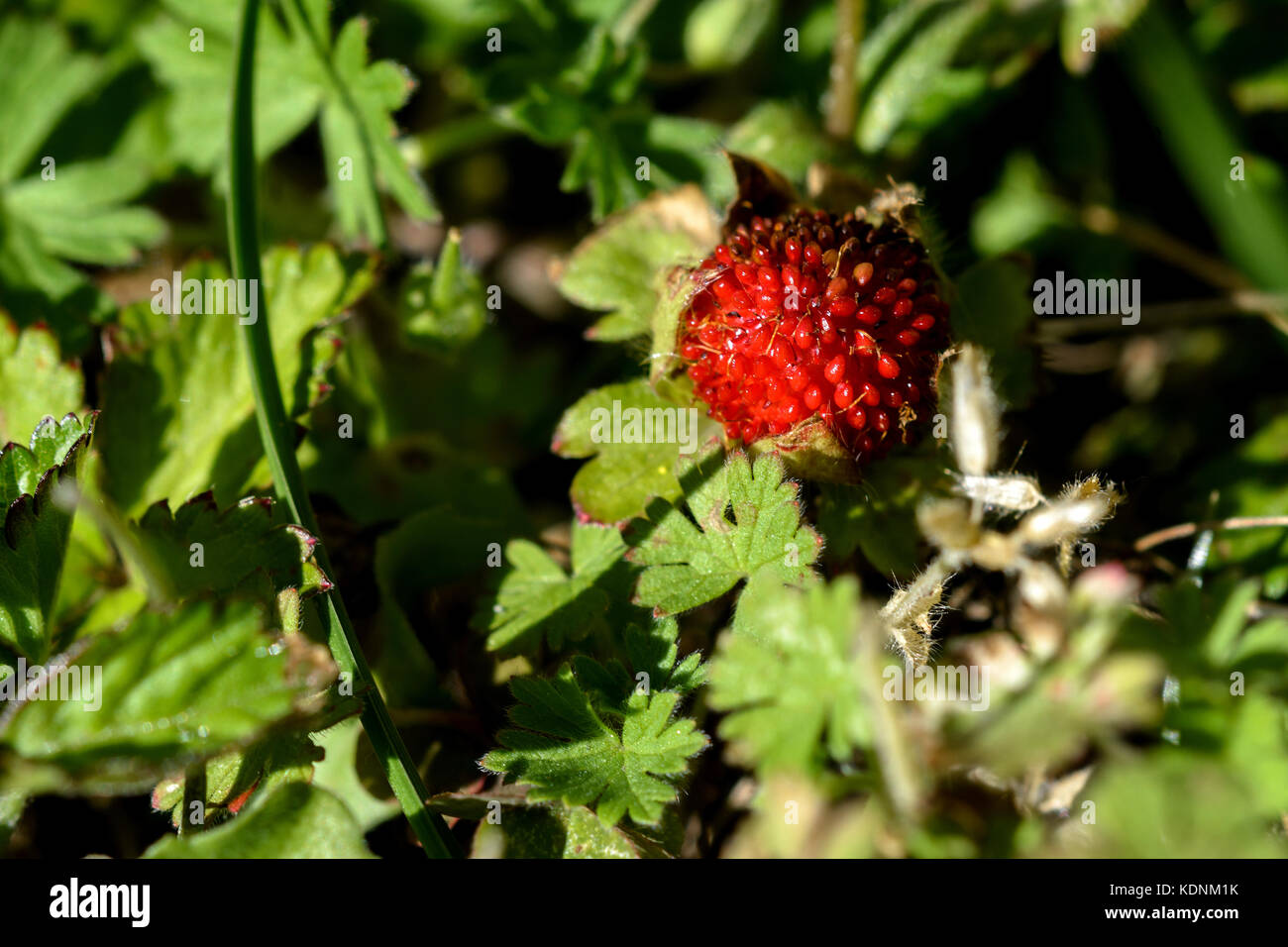 small strawberry in the woods between the leaves and the grass of a ...
