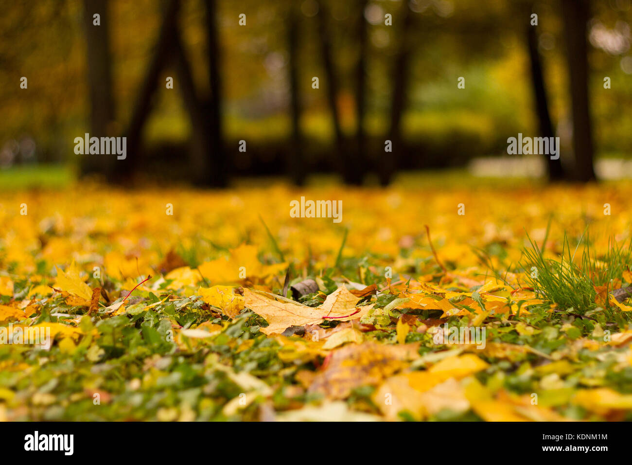 Yellow maple foliage covering grass at a glade in a park by an autumn day with blurred tree trunks as a background. Stock Photo