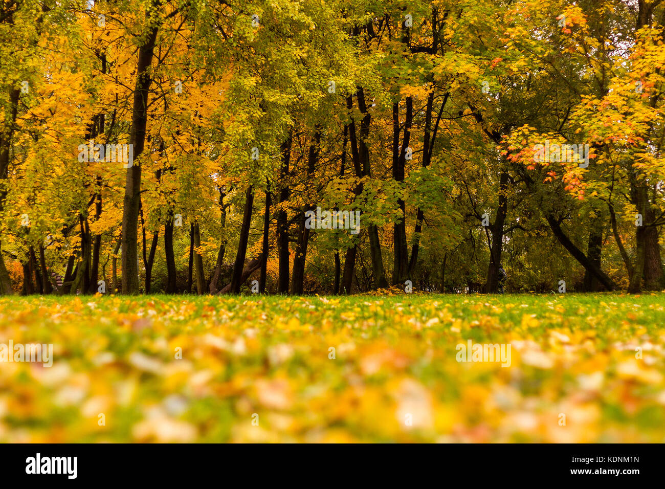 Blurred yellow maple foliage covering grass at a glade in a park by an autumn day with maple trees as a background. Stock Photo
