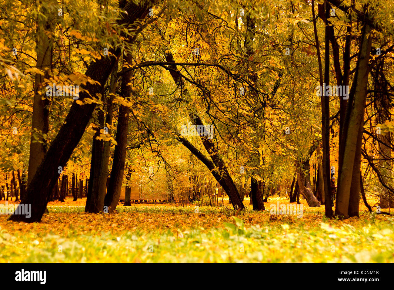 Trees in a park by an autumn day with yellow leaves and grass around covered by foliage. Stock Photo