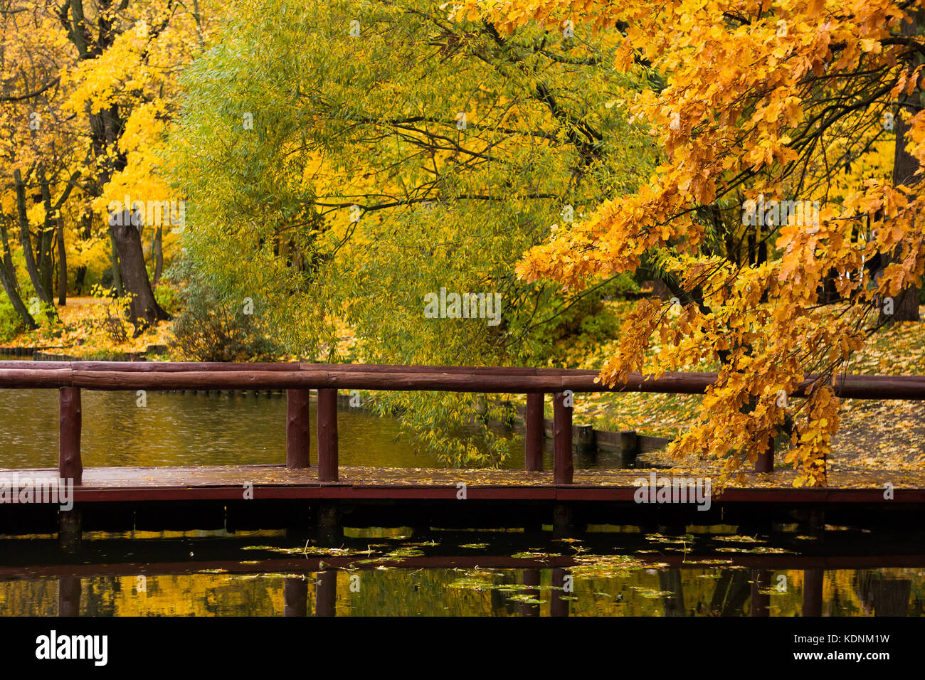 Maple and willow trees in a park by an autumn day with yellow, green and red leaves at the shore of a pond with wood bridge crossing it. Stock Photo