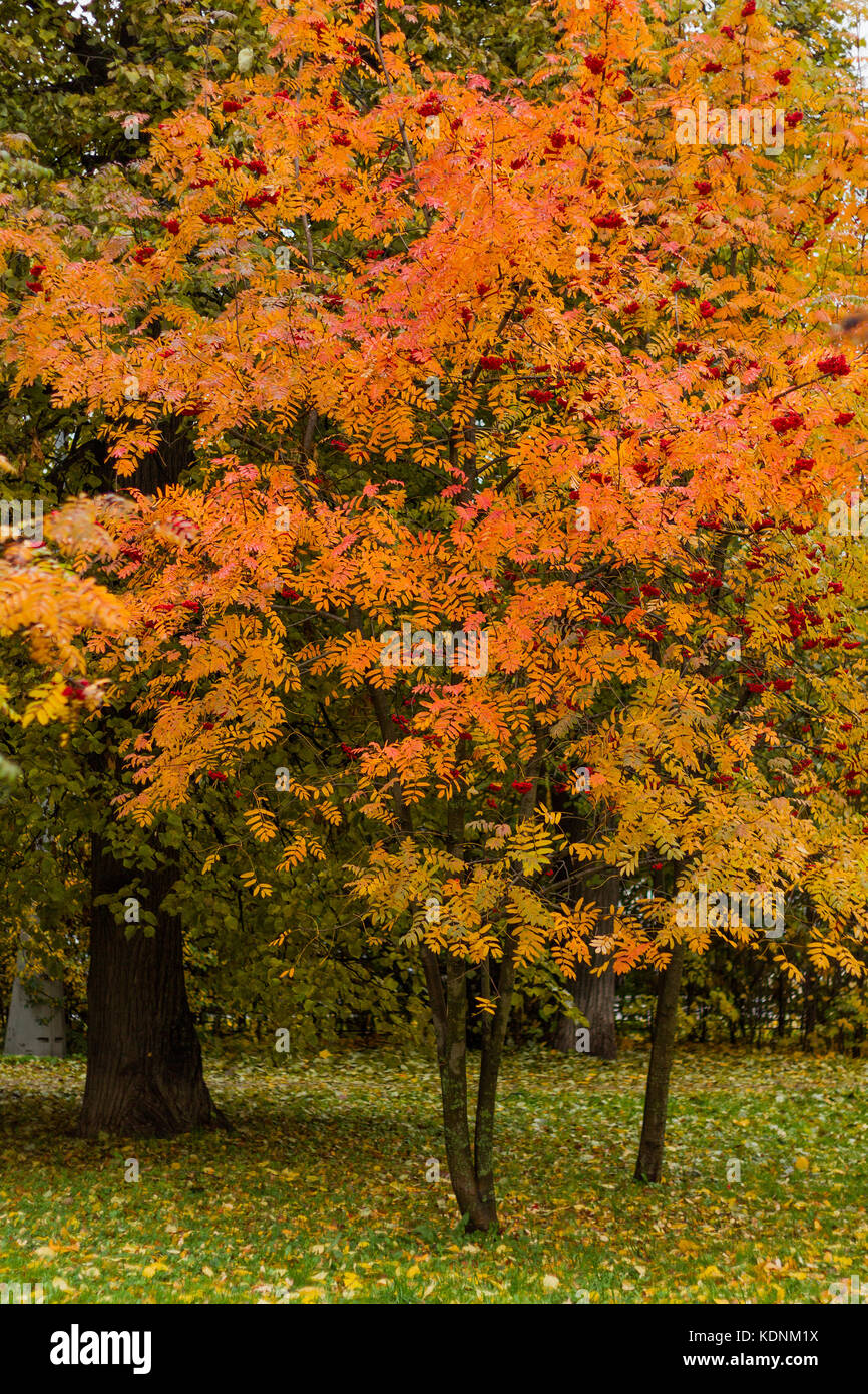 Mountain ash tree in a park by an autumn day with yellow, green and red leaves and grass covered by foliage. Stock Photo